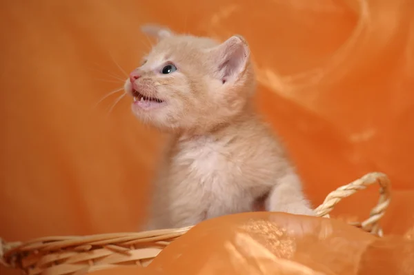 Pequeño gatito amarillo —  Fotos de Stock