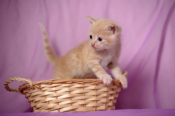 Lilla gula kattunge — Stockfoto