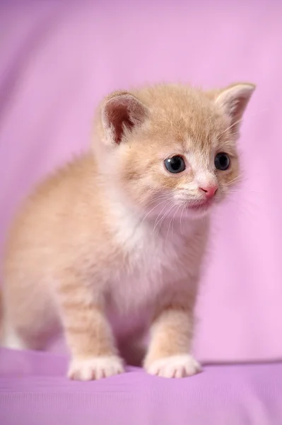 Pequeño gatito amarillo —  Fotos de Stock