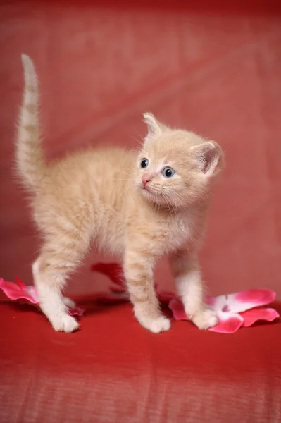 작은 노란 고양이 — 스톡 사진