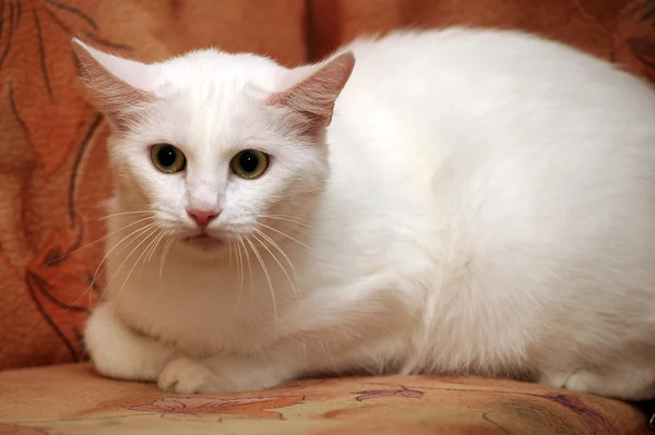 Retrato de un gato blanco —  Fotos de Stock