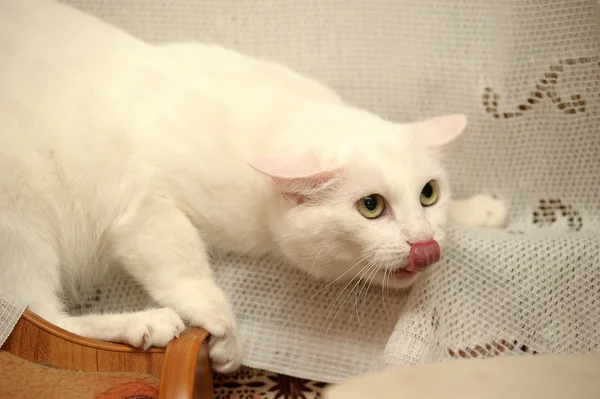 Portrait of a white cat — Stock Photo, Image