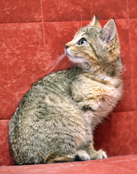 Kitten op een rode achtergrond — Stockfoto