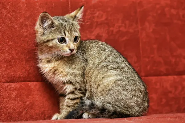 Kotek na czerwonym tle — Zdjęcie stockowe