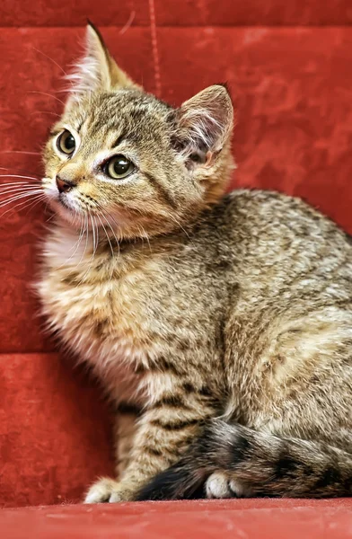 Gattino su sfondo rosso — Foto Stock
