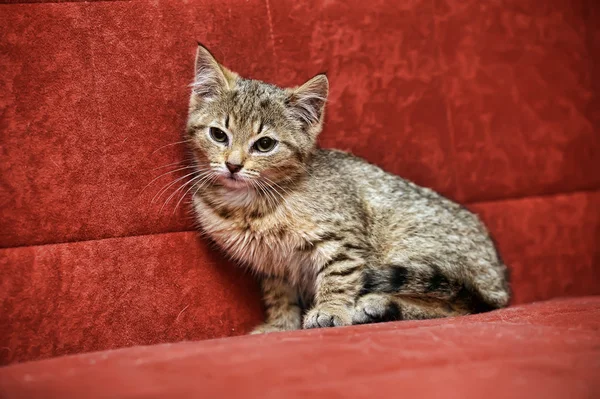 Kätzchen auf rotem Hintergrund — Stockfoto