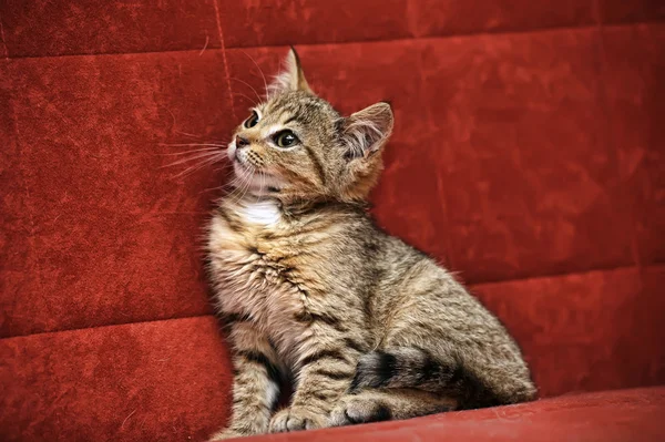 Gatinho em um fundo vermelho — Fotografia de Stock