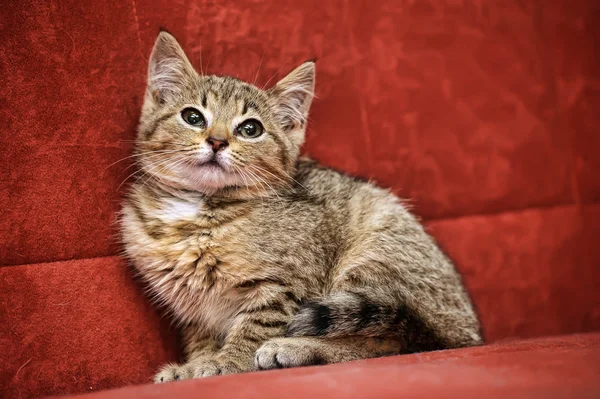 Кошеня на червоному тлі — стокове фото