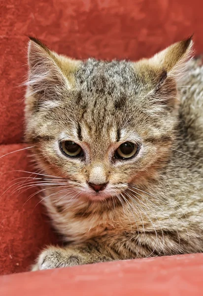 Kırmızı bir arka plan üzerinde yavru kedi — Stok fotoğraf