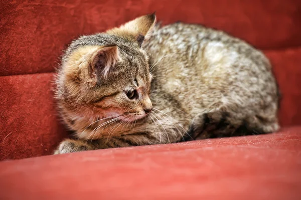 Kitten on a red background — Stock Photo, Image