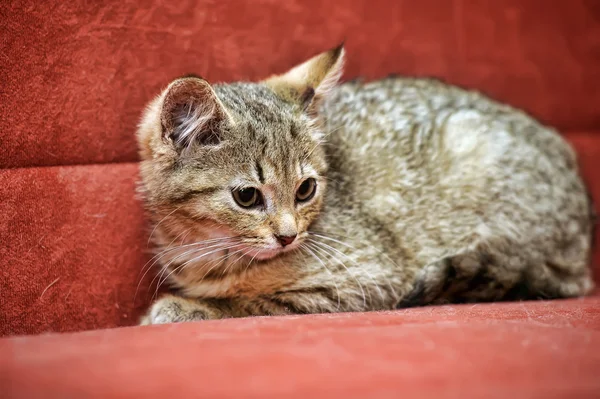 Kitten op een rode achtergrond — Stockfoto