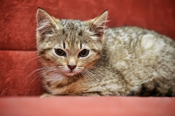 Kırmızı bir arka plan üzerinde yavru kedi — Stok fotoğraf