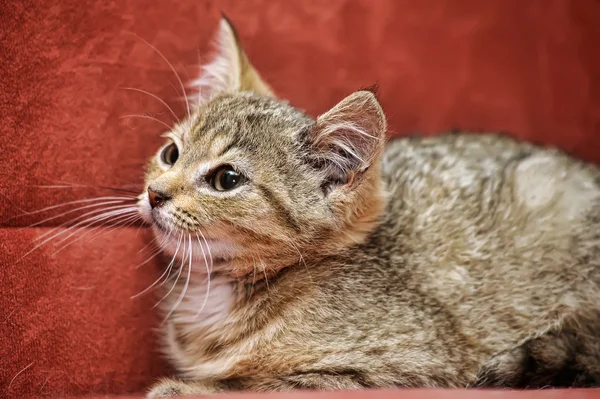 Kitten op een rode achtergrond — Stockfoto