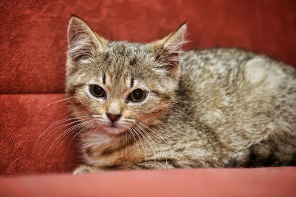 Kırmızı bir arka plan üzerinde yavru kedi — Stok fotoğraf