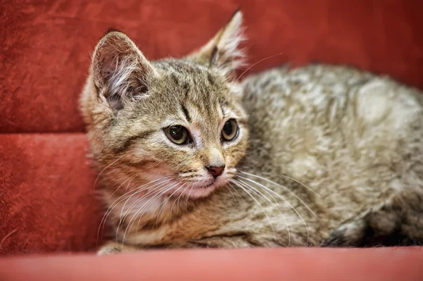 Gatinho em um fundo vermelho — Fotografia de Stock