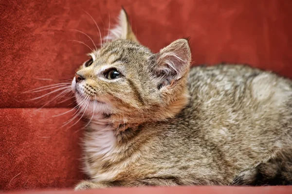 赤の背景子猫 — ストック写真