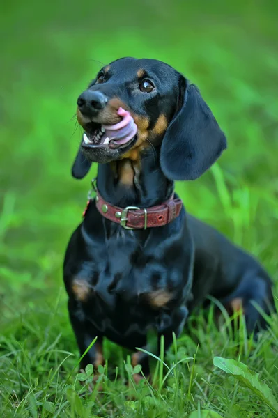 Smooth-DACHSHUND — Stock Photo, Image