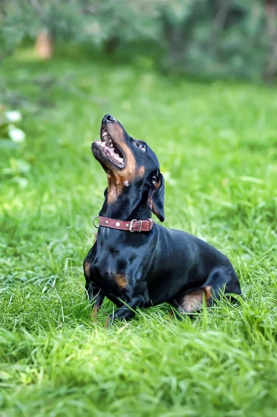 Ομαλή-είδος γερμανικού κυνηγετικού σκύλου — Φωτογραφία Αρχείου
