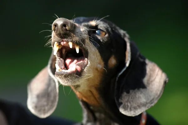 Irritado dachshund grunhidos dentes desnudados — Fotografia de Stock