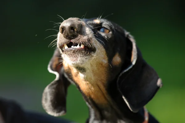 Θυμωμένος είδος γερμανικού κυνηγετικού σκύλου βρυχάται δόντια bared — Φωτογραφία Αρχείου