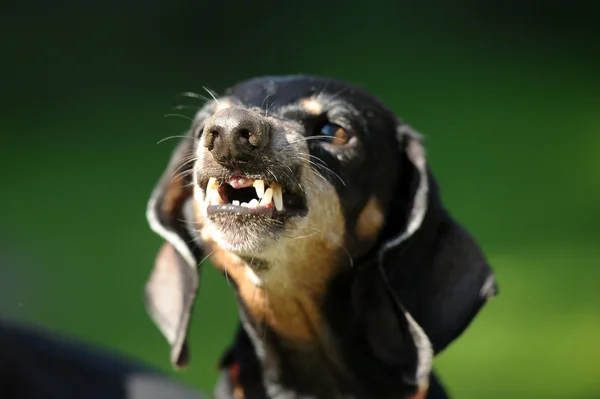 Enojado dachshund gruñe dientes desnudos —  Fotos de Stock