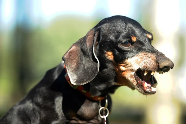 Θυμωμένος είδος γερμανικού κυνηγετικού σκύλου βρυχάται δόντια bared — Φωτογραφία Αρχείου