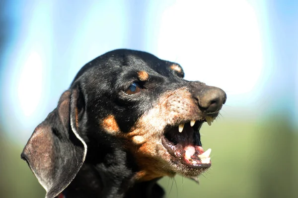 Angry dachshund growls teeth bared — Stock Photo, Image