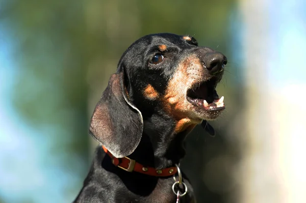 Angry dachshund growls teeth bared — Stock Photo, Image