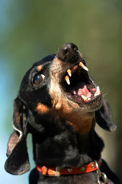 Enojado dachshund gruñe dientes desnudos — Foto de Stock