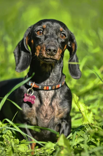 Ομαλή-είδος γερμανικού κυνηγετικού σκύλου — Φωτογραφία Αρχείου