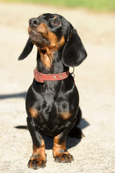 เรียบเนียน DACHSHUND — ภาพถ่ายสต็อก