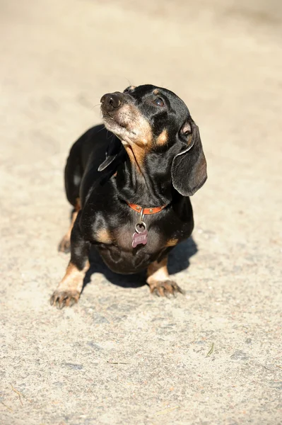 Pürüzsüz dachshund — Stok fotoğraf