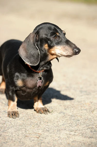 Pürüzsüz dachshund — Stok fotoğraf