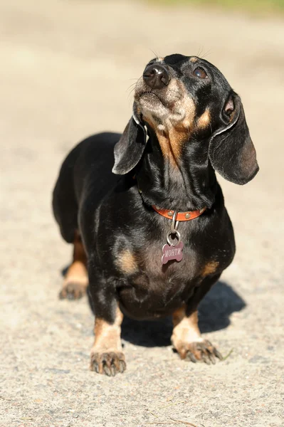 Smooth-DACHSHUND — Stock Photo, Image