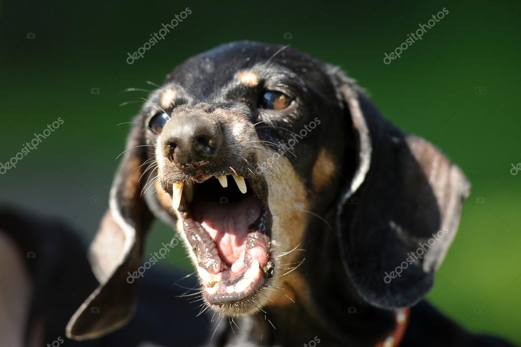 Angry wiener dog sales