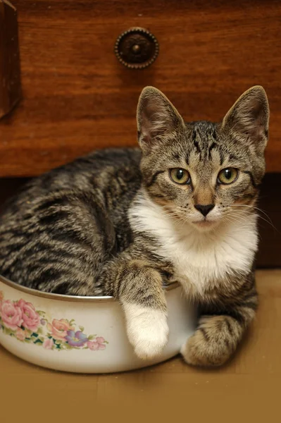 Primo piano di European Shorthair cat — Foto Stock