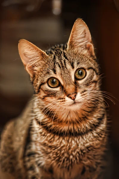 Close-up do gato europeu Shorthair — Fotografia de Stock