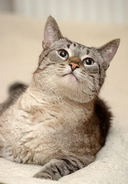 파란 눈을 가진 타이어 고양이 — 스톡 사진