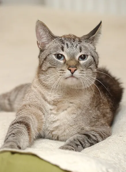 Kot tajski z niebieskimi oczami — Zdjęcie stockowe