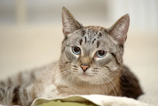 Тайский кот с голубыми глазами — стоковое фото