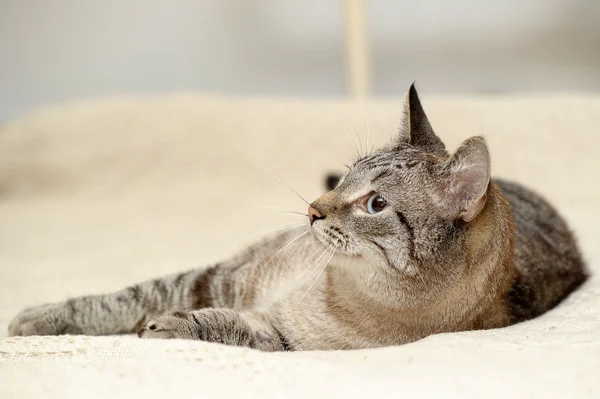 Gato tailandês com olhos azuis — Fotografia de Stock