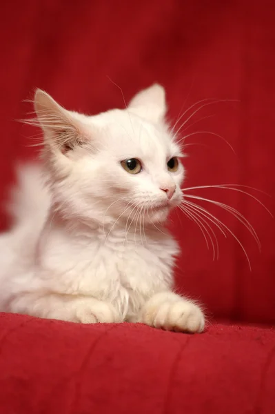 Gatinho branco — Fotografia de Stock