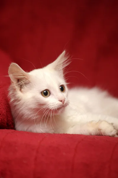 Gatito blanco — Foto de Stock