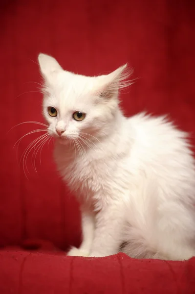 Gatinho branco — Fotografia de Stock