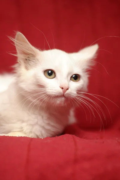 Gatinho branco — Fotografia de Stock