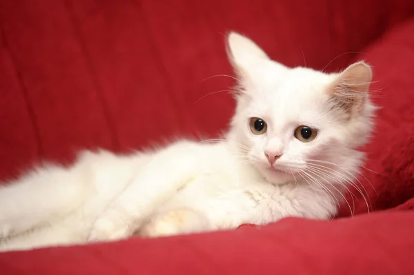 Gatinho branco — Fotografia de Stock