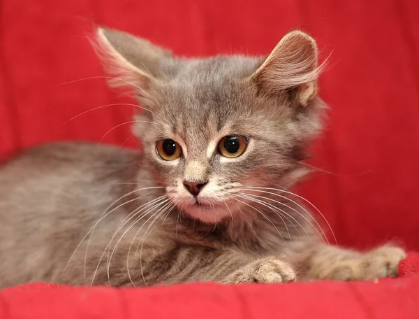 Gatinho fofo cinza em um fundo vermelho — Fotografia de Stock