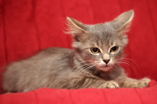 Gris gatito esponjoso sobre un fondo rojo —  Fotos de Stock