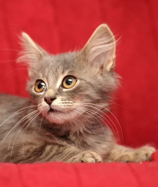 赤い背景の上の灰色のふわふわ子猫 — ストック写真