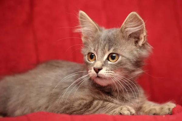 Gatinho fofo cinza em um fundo vermelho — Fotografia de Stock